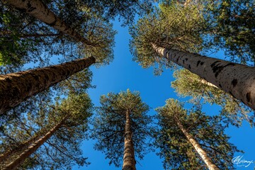 Fototapeta premium A serene view of tall trees reaching towards a clear blue sky, creating a peaceful and natural atmosphere.