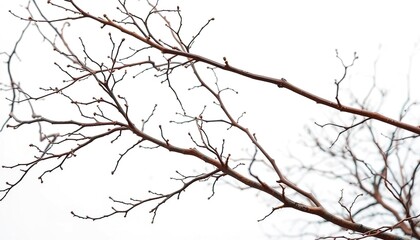 Intricate, bare branches isolated against a pure white backdrop, weathered, detail