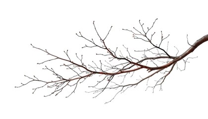 Intricate, bare branches isolated against a pure white backdrop, close-up, silhouette