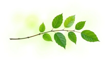 Fototapeta premium Single branch isolated on white background with some leaves attached, leafy green, greenery, nature