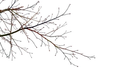 Delicate, bare branches isolated on pure white background, simple, minimalist