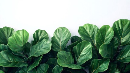 Fiddle leaf fig leaves creating green border on white background