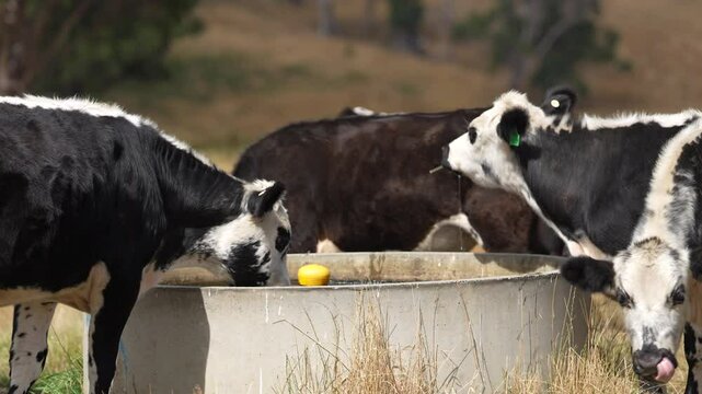 Cow drinking water from a trough