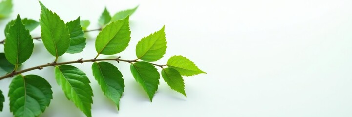Fototapeta premium Leafy branches unfolding on a clean white surface, leafs, botanical
