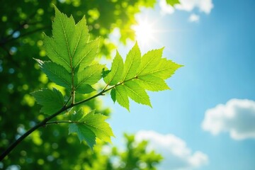 Leafy branches stretching upwards towards sky, foliage, growth, greenery