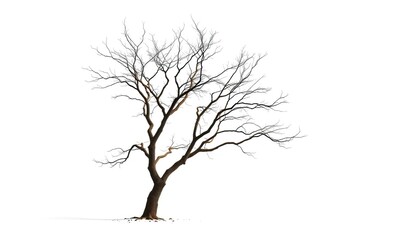 Fototapeta premium Lone deciduous tree, stark branches against bright white, plant, design