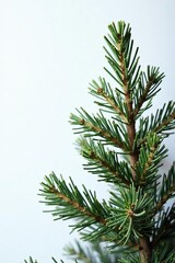 Single branch of fir tree against plain white wall, winter, branch