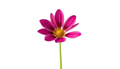 A single, vibrant flower, petals unfurled, isolated against a pure white backdrop, nature, fresh