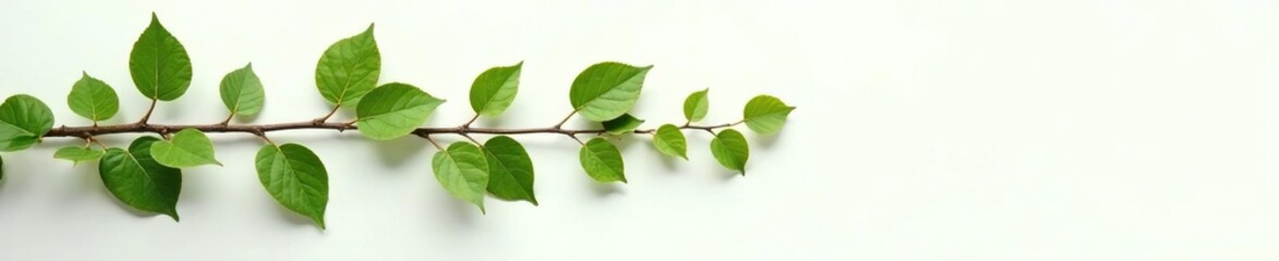 Leafy branches stretched out on white surface, foliage, leaves, branches
