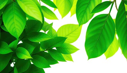 Lush green leaves, vibrant texture, isolated on pure white, close-up, leaf