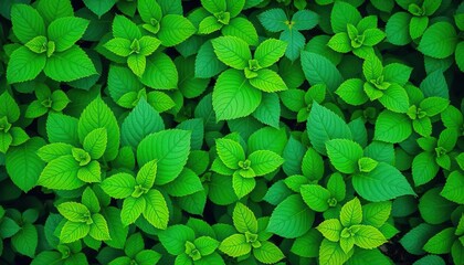 Vibrant green leaves, various shapes & sizes, lush texture, organic, plant