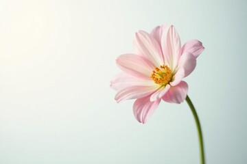 Fototapeta premium A delicate flower against a bright white background, serene atmosphere, delicate, pale shades
