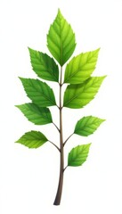 Fototapeta premium Foliage of a single tree branch on white background, single tree branch, foliage