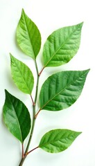 Obraz premium Leaf and branch combination on white background, leaf, foliage, botanical