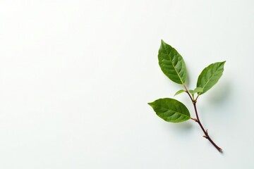 Obraz premium A delicate branch on a plain white background, nature, white
