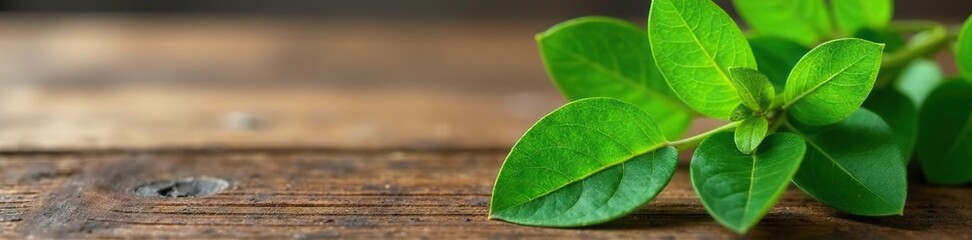 Fototapeta premium A bunch of fresh eucalyptus leaves on a wooden table, green, kitchen, herb