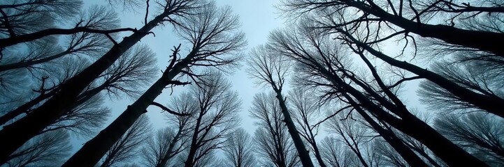 Darkened tree limbs stretched towards the gray sky, wood, forest