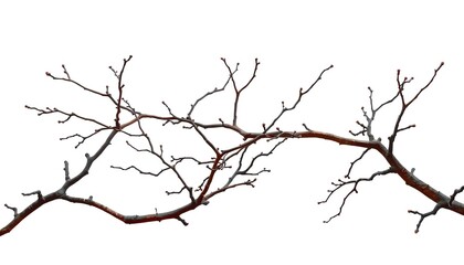 Intricate bare branches, isolated on pure white backdrop, abstract, fragile