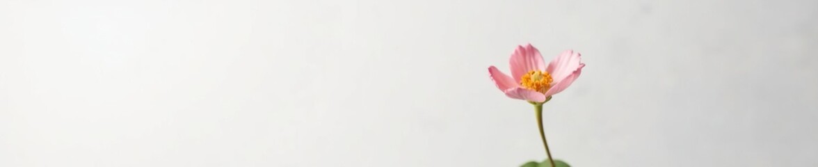 Obraz premium A delicate flower in focus against a plain white backdrop, macro, still life