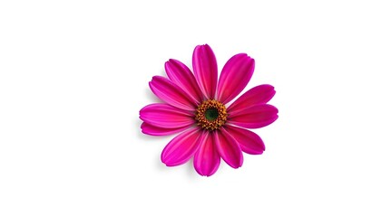 A single, vibrant flower, petals perfectly formed, isolated on pure white background, image, flower petal