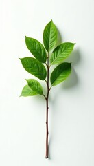 Fototapeta premium Single branch on a white background with subtle gradient, neutral, foliage, tree