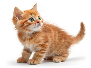 Playful Kitten Portrait: A cute, orange tabby kitten with wide, curious eyes gazes upwards, capturing the essence of youthful innocence and feline charm.