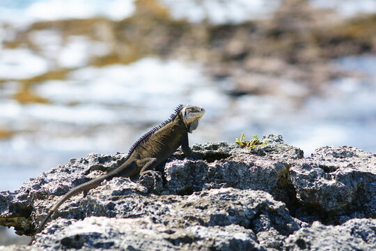 Iguane des Antilles