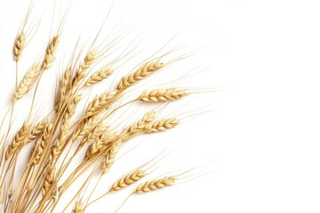 Delicious and nutritious barley groats isolated on a clean white background with crisp details