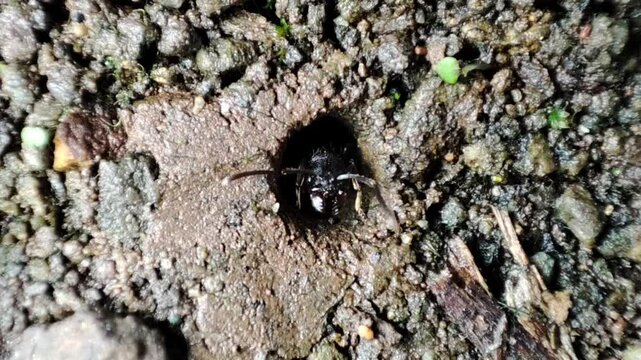 black ants come out of the nest