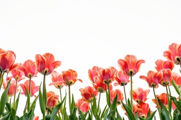 Parrot tulips outdoors blossom flower.