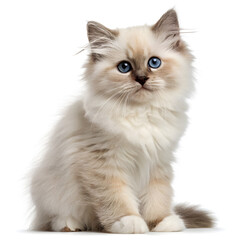 Fluffy Kitten Portrait: A beautiful, fluffy kitten with captivating blue eyes sits gracefully, capturing an adorable and endearing presence.