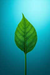 Fototapeta premium green leaf background