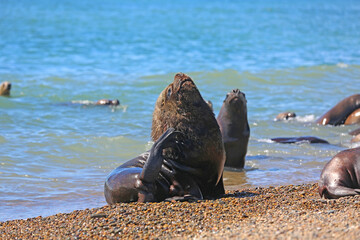 Colonia de lobos marinos en Caleta Olivia, Patagonia, Argentina