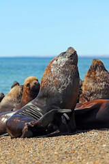 Fototapeta premium Colonia de lobos marinos en Caleta Olivia, Patagonia, Argentina