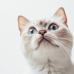Adorable Playful British Shorthair Cat with Expressive Eyes and Whiskers Captured Isolated on a Crisp White Background in a Fun and Charming Portrait