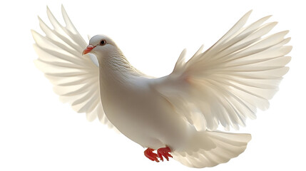 Obraz premium White Dove Flies Gracefully, Isolated on White Background