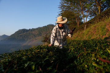 The owner of a world-class tea plantation inspects the quality and growth of tea leaves on his...