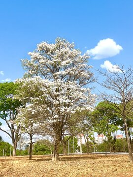 Ipe branco emoldurando a paisagem