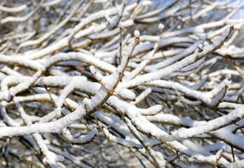 snow covered tree twig
