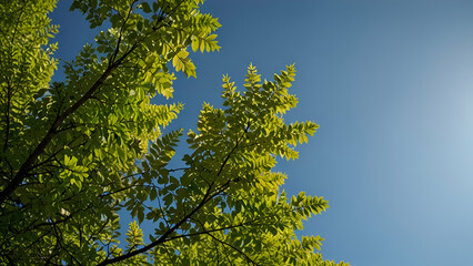 Obraz premium Golden Rays A Low Angle View of Sunlight Streaming Through Tree Branches Illuminating the Natural Beauty of the Forest
