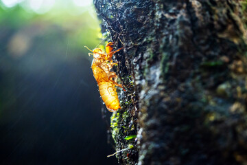 The cicada shell clings to a tree drenched in mist from the waterfall.