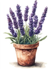 Obraz premium Watercolor painting of lavender flowers in terracotta pot