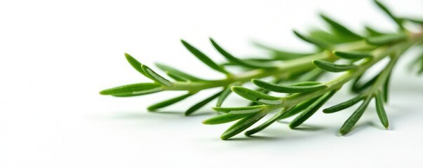 Obraz premium sprigs of rosemary isolated on white background, nature photography, rosemary