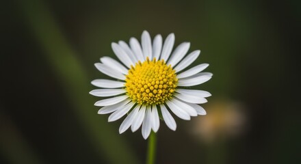 Fototapeta premium Close-up of a vibrant daisy flower with white petals and a yellow center against a blurred green background