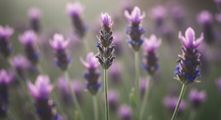 Close-up of blooming lavender flowers in a serene garden setting, soft focus