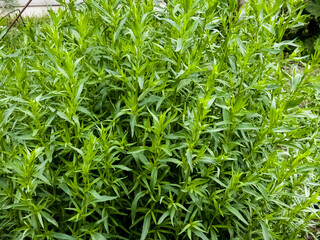 Tarragon or Estragon green leaves growing from the soil in the garden. Medicinal and food plant