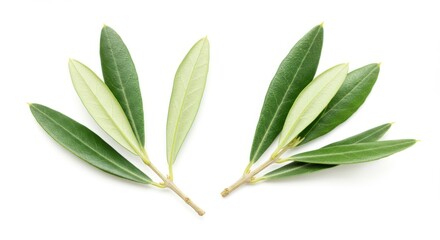 Fresh green leaves arranged symmetrically on a white background, showcasing nature's beauty
