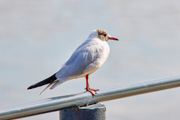 a seagull sitting on an iron bar near a body of water