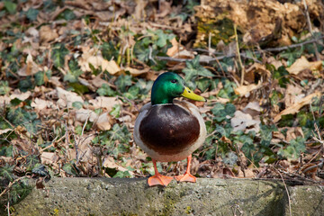 Ducks sitting on the shore of a lake