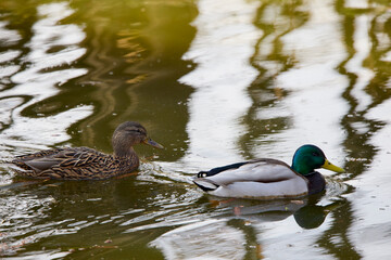Ducks floating on the water of a river